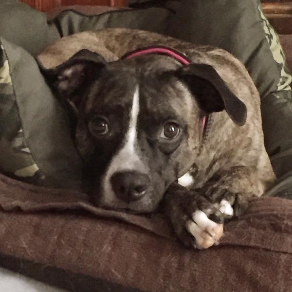 /Images/uploads/Homeward Bound Pet Rescue/HBPR_Photocontest/entries/12125thumb.jpg